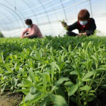 Tate & Lyle amplía su programa de stevia sostenible con Earthwatch